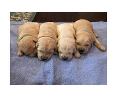 7 pups available  AKC registered Golden retriever puppies - 3