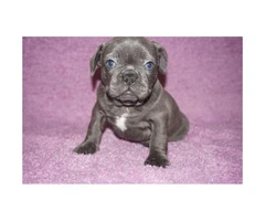 4 blue brindle Male French bulldog puppies still available