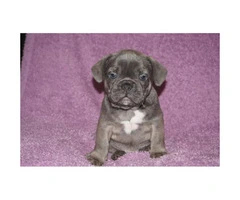 4 blue brindle Male French bulldog puppies still available - 2