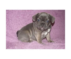 4 blue brindle Male French bulldog puppies still available - 3