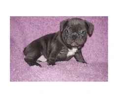 4 blue brindle Male French bulldog puppies still available - 4