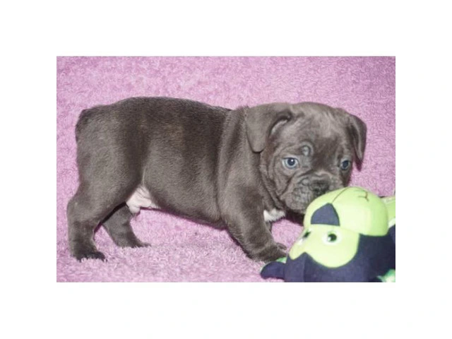 4 blue brindle Male French bulldog puppies still available in Dallas ...