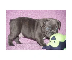 4 blue brindle Male French bulldog puppies still available - 5