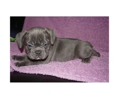 4 blue brindle Male French bulldog puppies still available - 6