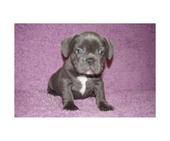4 blue brindle Male French bulldog puppies still available - 7