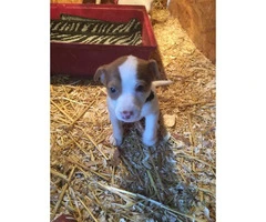 7 week old Jack Russell puppies - 1