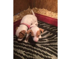 7 week old Jack Russell puppies - 2