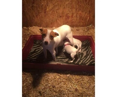 7 week old Jack Russell puppies - 3