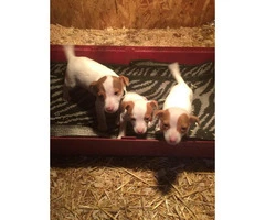 7 week old Jack Russell puppies - 4