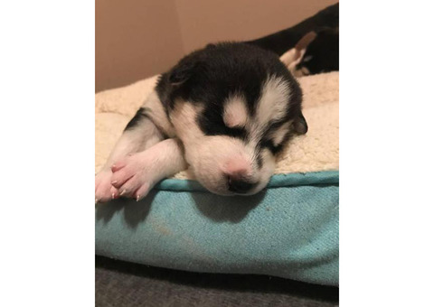 Husky puppies - great late Valentines day present