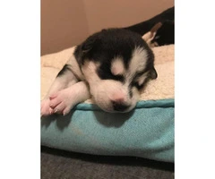 Husky puppies - great late Valentines day present