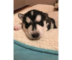 Husky puppies - great late Valentines day present - 3