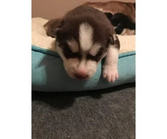 Husky puppies - great late Valentines day present - 4