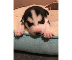 Husky puppies - great late Valentines day present - 5