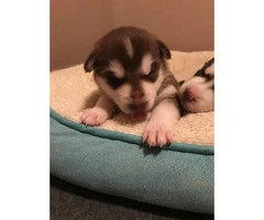 Husky puppies - great late Valentines day present - 6