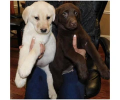 9 weeks old Lab Puppies - 4