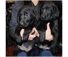 9 weeks old Lab Puppies - 6