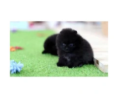 5  pure breed Pomeranians - 4