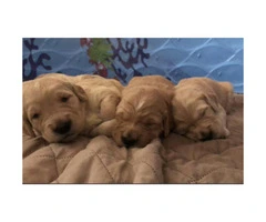 Golden Retrievers 5 female and 4 male puppies - 4