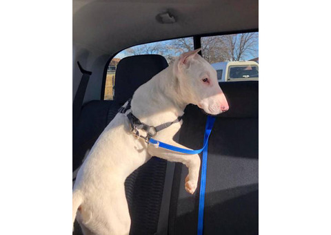 Male white bull terrier puppy