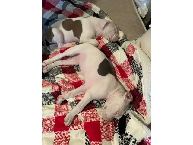 3 male Pitbull puppies Available - 1/7