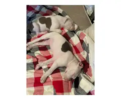 3 male Pitbull puppies Available