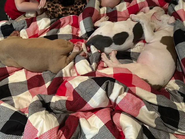 3 male Pitbull puppies Available - 2/7