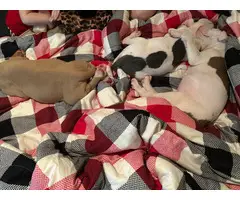 3 male Pitbull puppies Available - 2