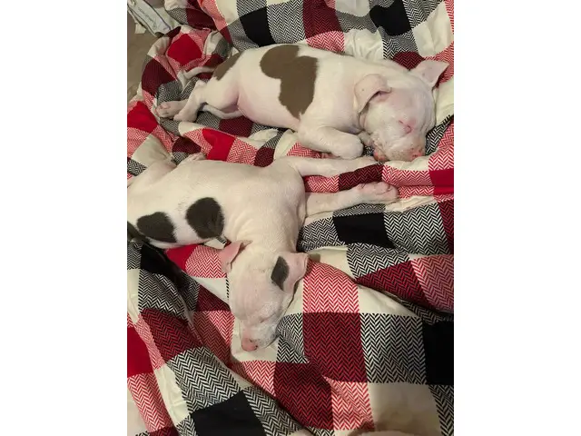 3 male Pitbull puppies Available - 3/7
