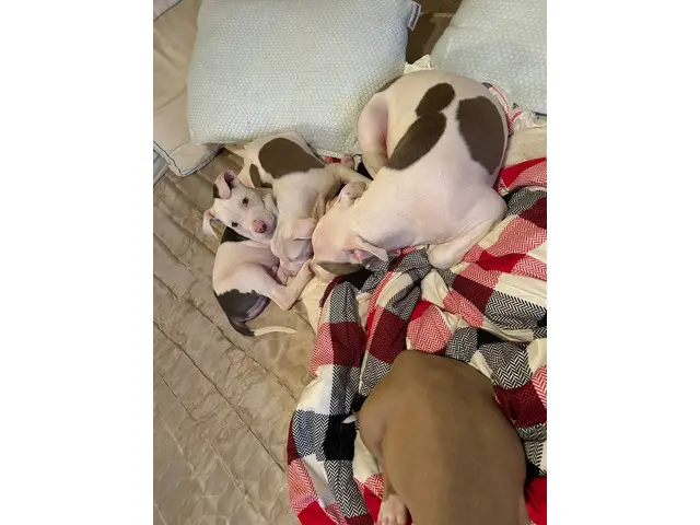 3 male Pitbull puppies Available - 4/7