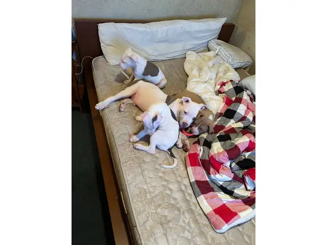 3 male Pitbull puppies Available - 5/7