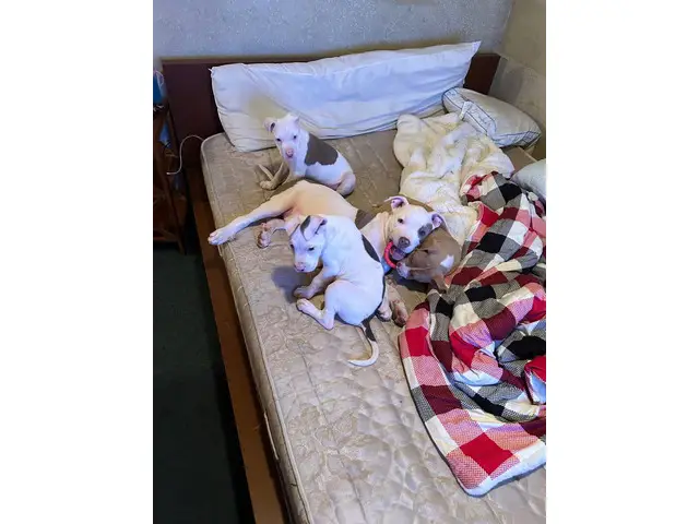 3 male Pitbull puppies Available - 6/7