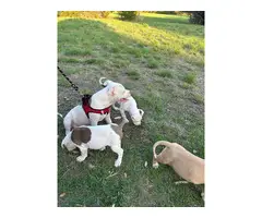 3 male Pitbull puppies Available - 7
