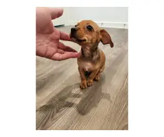 Playful and healthy Chiweenie puppy