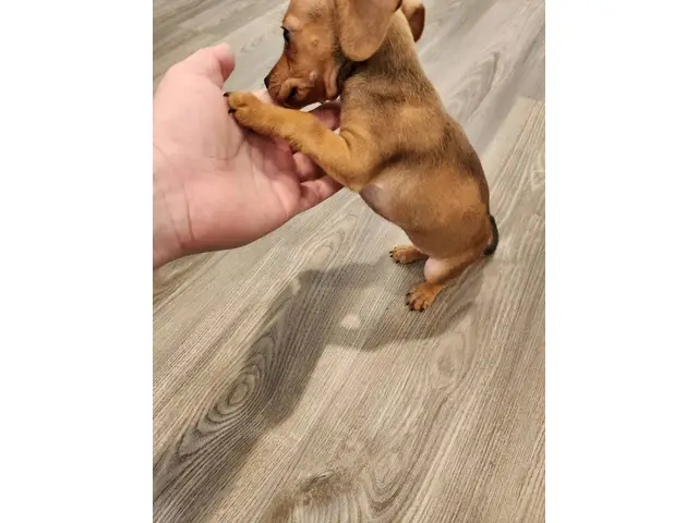 Playful and healthy Chiweenie puppy - 2/6