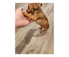 Playful and healthy Chiweenie puppy - 2