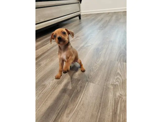 Playful and healthy Chiweenie puppy - 3/6