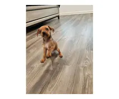 Playful and healthy Chiweenie puppy - 3