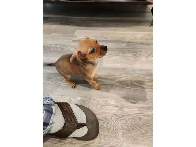 Playful and healthy Chiweenie puppy - 4/6
