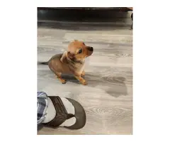 Playful and healthy Chiweenie puppy - 4