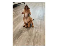 Playful and healthy Chiweenie puppy - 5