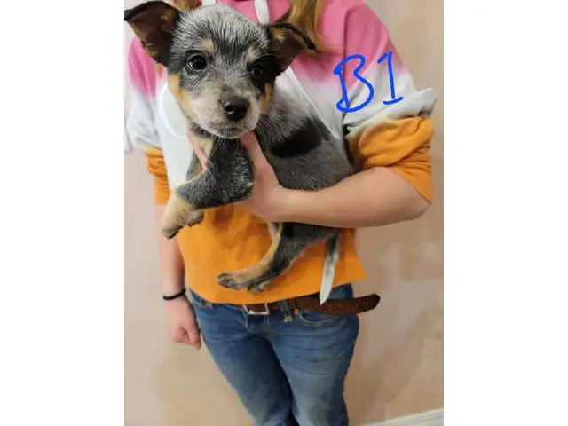 7 Blue Heeler Puppies Looking for their Fur-ever Homes - 1/8