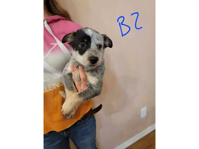 7 Blue Heeler Puppies Looking for their Fur-ever Homes - 2/8