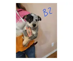 7 Blue Heeler Puppies Looking for their Fur-ever Homes - 2