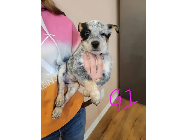 7 Blue Heeler Puppies Looking for their Fur-ever Homes - 3/8