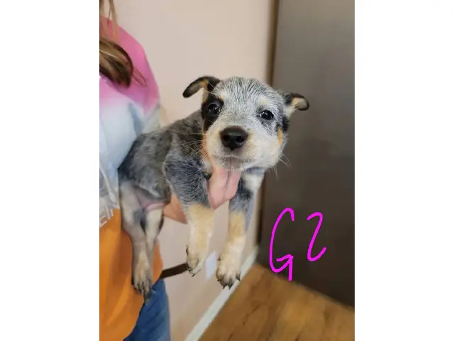 7 Blue Heeler Puppies Looking for their Fur-ever Homes - 4/8