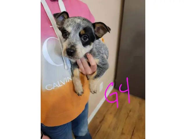 7 Blue Heeler Puppies Looking for their Fur-ever Homes - 6/8