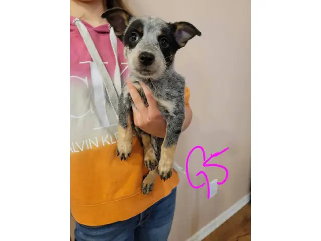 7 Blue Heeler Puppies Looking for their Fur-ever Homes - 7/8
