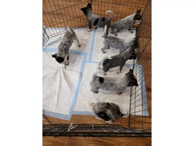7 Blue Heeler Puppies Looking for their Fur-ever Homes - 8/8