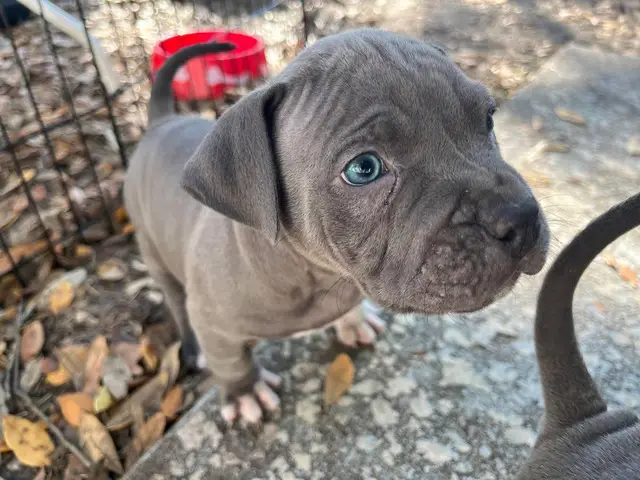 American Blue Nose Pitbull puppies - 1/14